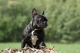 BOULEDOGUE FRANCAIS 684